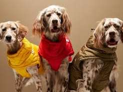 PET CLOTHING