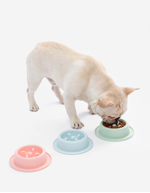Cat and Dog Shared Pet Slow Food Slow Food Bowl